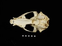 狗獾藏品圖，第2張