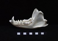 狗獾藏品圖，第1張