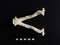 狗獾藏品圖，第2張