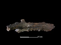 四不像化石藏品圖，第2張