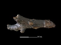 四不像化石藏品圖，第3張