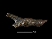 四不像化石藏品圖，第4張