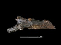 四不像化石藏品圖，第5張