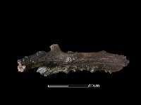 四不像化石藏品圖，第6張