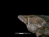 四不像化石藏品圖，第7張