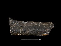 四不像化石藏品圖，第1張