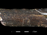 四不像化石藏品圖，第3張