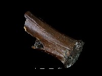 四不像化石藏品圖，第2張