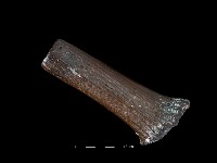 四不像化石藏品圖，第3張