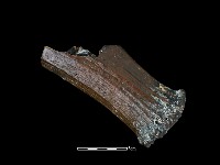 四不像化石藏品圖，第1張