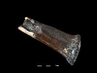 四不像化石藏品圖，第4張