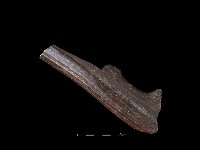 四不像化石藏品圖，第1張