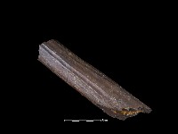 四不像化石藏品圖，第2張