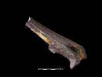 四不像化石藏品圖，第3張