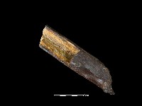 四不像化石藏品圖，第4張