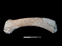 鯨魚骨藏品圖，第2張