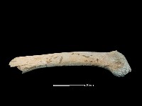 鯨魚骨藏品圖，第4張