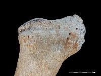 鯨魚骨藏品圖，第5張