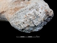 鯨魚骨藏品圖，第6張