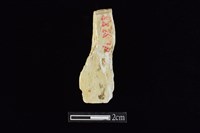 錛鑿形器藏品圖，第2張