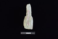 錛鑿形器藏品圖，第2張