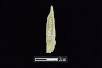 錛鑿形器藏品圖，第2張