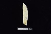 錛鑿形器藏品圖，第1張