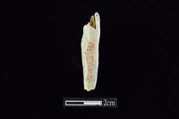 錛鑿形器藏品圖，第2張
