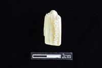 錛鑿形器藏品圖，第2張