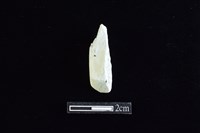 錛鑿形器藏品圖，第2張