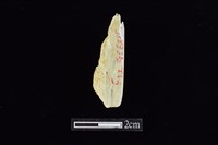 錛鑿形器藏品圖，第2張