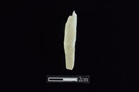 錛鑿形器藏品圖，第1張
