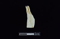 錛鑿形器藏品圖，第2張