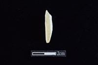 錛鑿形器藏品圖，第1張