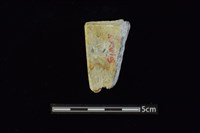 錛鑿形器藏品圖，第2張