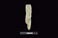 錛鑿形器藏品圖，第1張