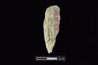 錛鑿形器藏品圖，第1張