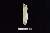 錛鑿形器藏品圖，第1張
