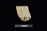 錛鑿形器藏品圖，第1張