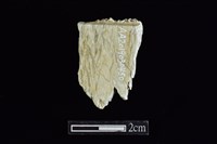 錛鑿形器藏品圖，第2張
