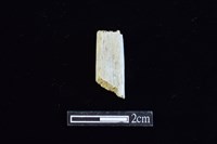 錛鑿形器藏品圖，第1張