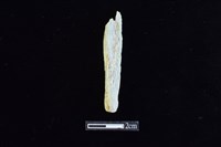 錛鑿形器藏品圖，第1張