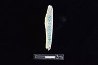 錛鑿形器藏品圖，第2張