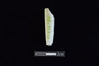 錛鑿形器藏品圖，第1張