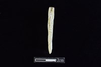錛鑿形器藏品圖，第2張