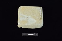 錛鑿形器藏品圖，第1張