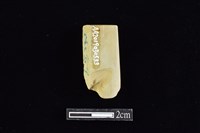 錛鑿形器藏品圖，第2張