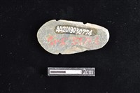 網墜藏品圖，第2張