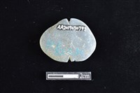 網墜藏品圖，第2張