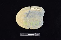 網墜藏品圖，第2張